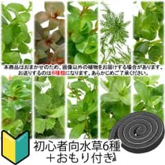 （ネコポス）初心者向け　おまかせ水草詰め合わせパック　４種（計４０本）＋おもりセット（水上葉）（無農薬）（１パック）（４３４３３４）