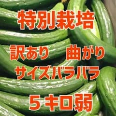 セール！５キロ弱！サイズバラバラ　野菜ソムリエサミット銀賞受賞　農家直送　減農薬　有機肥料　訳あり 5kg 5ｷﾛ