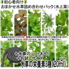 （ネコポス）初心者向け　おまかせ水草詰め合わせパック　６種（計６０本）＋おもり＋栄養素３種お試しサイズ（３～６回分）（水上葉）（無農薬）（１パック）（４３４４７１）