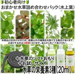 （ネコポス）初心者向け　おまかせ水草詰め合わせパック　４種（計４０本）＋おもり＋栄養素３種お試しサイズ（３～６回分）（水上葉）（無農薬）（１セット）（４３４４７３）