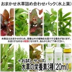 （ネコポス）おまかせ水草詰め合わせパック　４種（計４０本）＋栄養素３種お試しサイズ（水上葉）（無農薬）（１セット）（４３４４７６）
