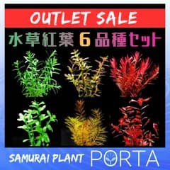 水草 有茎草 水上葉 6品種 紅葉セット 30本程度 【アウトレットサービス品】