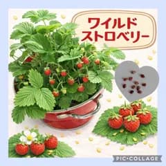 30粒　甘酸っぱい香りの良い苺✦ワイルドストロベリー✦花の種