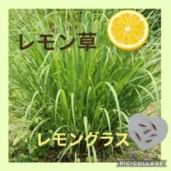 7粒　とってもレモンの香り♡ハーブティにも　多年草✦レモングラス✦ハーブの種