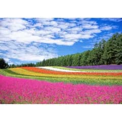絵画風 壁紙ポスター (はがせるシール式) 花畑 空間にやわらかな彩りを 貼るインテリア キャラクロ FLGD-001A2 (A2版 594mm×420mm) ＜日本製＞ ウォールステッカー お風呂ポスター