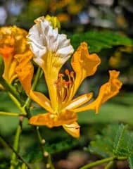 レア　ホウオウボク　黄花種　　熱帯花木　種子　有用植物 　世界三大花木