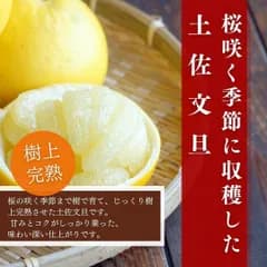 発送：5月18日より順次発送　【樹上完熟】土佐文旦　桜の季節まで樹上で追熟したコク深い味わい　愛媛県産 土佐文旦　Mサイズ　小玉中心【お買い得規格外品】 5kg(箱込)