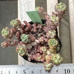 キャラメルの妖精❣️セール‼️札付き❗️多肉植物　抜き苗