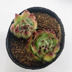 2個セット コロラータ カット苗 エケベリア 多肉植物
