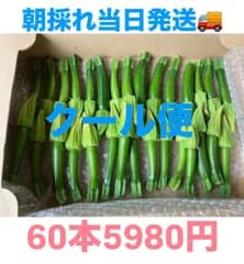 花ズッキーニ　60本　5980円