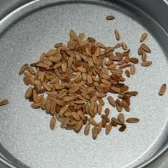 パキポディウム デンシカウレ恵比寿大黒 Pachypodium densicaule種子10粒 4.28自家採取