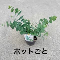 ランダム発送】ポットごと ユーカリ 3号ポット 苗木 庭木 9cmポット苗 樹高約40cm  生垣  シンボルツリー 記念樹 プレゼント ギフト
