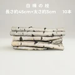 白樺の枝（長さ約45cm×太さ約3cm）10本（関東甲信越地域限定販売）