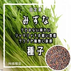 【固定種】早生みずなの種 約100粒 ｜ 京都伝統野菜 京野菜  サラダ 浅漬け お鍋 家庭菜園 プランター栽培 育てやすい