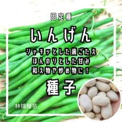 【固定種】つるありいんげんの種 20粒 ｜ 初心者向け  ベランダ菜園  野菜の種 インゲンの種 白豆 煮豆 採れたて