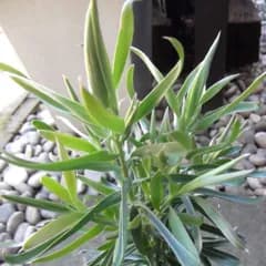 「リューカデンドロン・エメラルドシルバー」４号　ヤマモガシ科　南アフリカ原産　Leucadendron Emerald Silver