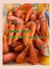 長崎県産 減農薬  春人参 20キロ(箱込み)