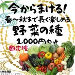家庭菜園に！ 野菜の種 豪華15種セット 固定種 1,000円【2026年 春〜秋】 野菜本来の濃い味と香りを、ぜひご自宅で。