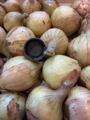農薬不使用　新玉ねぎ　極小サイズ　大阪南河内産約1.3kg
