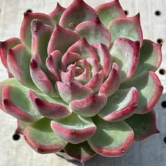 コロラータ　多肉植物　エケベリア