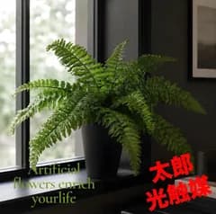 光触媒　人工観葉植物　ウォールグリーン　フェイクグリーン　ボストンファン30@@