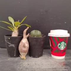 D021 「イベント品」P.グラキリスSS・P.ホロンベンセ実生・E.バリダ 　抜き苗+鉢植え3株セット【発根未確認・多肉植物・塊根植物】