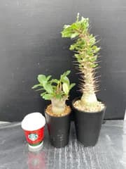 D439 「イベント品」A.アラビカムドワーフ・P.レアリー接ぎ木 　鉢植え2株セット【発根未確認・多肉植物・塊根植物】