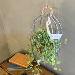 アイアン鳥かご ハンギングプランター インテリア雑貨 ナチュラルガーデン 吊り鉢 エアープランツ