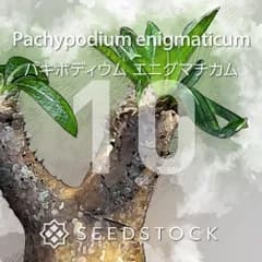 パキポディウムの種 Pachypodium enigmaticum 10粒 ゆうパケット発送