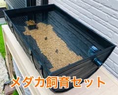 樽型メダカ飼育ケース【大】麦飯石セット