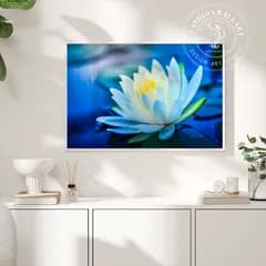 アートポスター 蓮の花 スイレン ブルー 水中写真 癒し インテリア 壁掛け おしゃれ 禅 瞑想 モダン プリント 和風