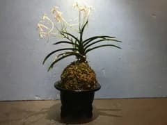 富貴蘭・風蘭