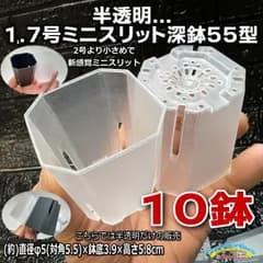 ミニプラ鉢専門店＊半透明鉢＊半透明スリット鉢＊2号よりも小さな1.7号ミニスリット深鉢55型(スリット鉢)★高機能ミニプラ鉢：半透明(クリアー)10鉢セット＊多肉植物・塊根植物コーデックス・アガベ・ハオルチア・アデニウム・実生＠フラワーショップ江口
