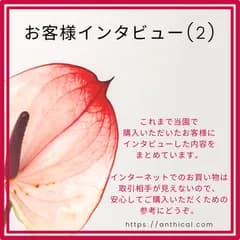 【当Shopご利用の参考用】お客様インタビュー2 アンスリウム アンスリューム アンシカル