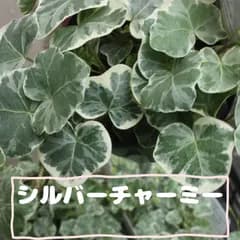 広野園芸さんの『ヘデラ　シルバーチャーミー♡』入荷♪