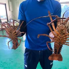 特大伊勢海老🦞市場に出回らないサイズ