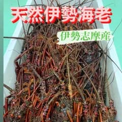 伊勢志摩産　伊勢海老1kg🦞販売開始‼️