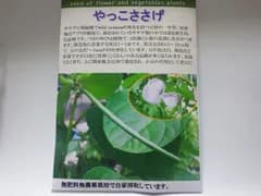 Fuego' s  Seed   自然栽培 やっこささげ（奴大角豆）