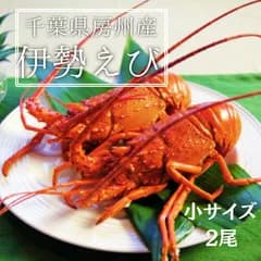 千葉県房州産 伊勢海老 2尾（小サイズ） 活締め急速凍結 エビ えび 高級