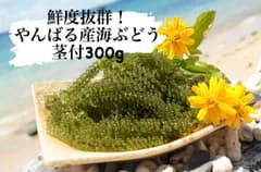 【お試し価格で激安】鮮度抜群！ やんばる産海ぶどう 茎付き300g