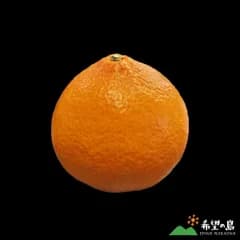 希望の島 プリマドンナ 1kg 訳あり品 サイズ込 紅プリンセスと同品種 愛媛 中島産 みかん 愛媛果試第48号 愛果48号 【柑橘新品種】【紅まどんなと甘平を交配】