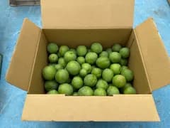 山梨県南アルプス市産加工用摘果スモモ　箱込み約2キロ