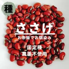 【種】ささげ　大角豆　農薬不使用　20粒