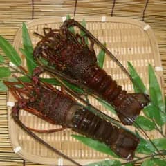 徳島 「吟月」 天然冷凍伊勢海老２尾