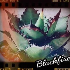 アガベ　チタノタ　ブラックファイヤー　優良血統子株厳選　棘が黒く染まりカッコいい