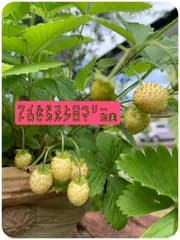 ワイルドストロベリー白実　トロピカルアロマ種