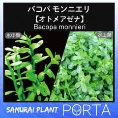 水草 バコパ モンニエリ 水上葉 10本 アクアリウム レイアウト  ビオトープ  メダカが喜ぶ