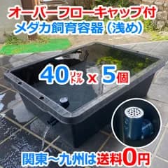 【GW明け値上】メダカ飼育ケース 40㍑黒x5個 オーバーフローキャップ付 トロ舟 メダカ飼育容器 金魚飼育容器 屋外飼育水槽 らんちゅう 水草 ビオトープ メダカ水槽 大雨対策 タライ 睡蓮【五色アクア】