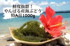 【最短翌日発送】鮮度抜群！やんばる産海ぶどう茎なし特A品1000g
