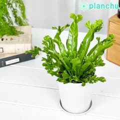 PLANCHU 観葉植物 アスプレニウム レズリー 4号鉢 受け皿付き 育て方説明書付き Asplenium nidus ‘Leslie’ シマオオタニワタリ シダ植物